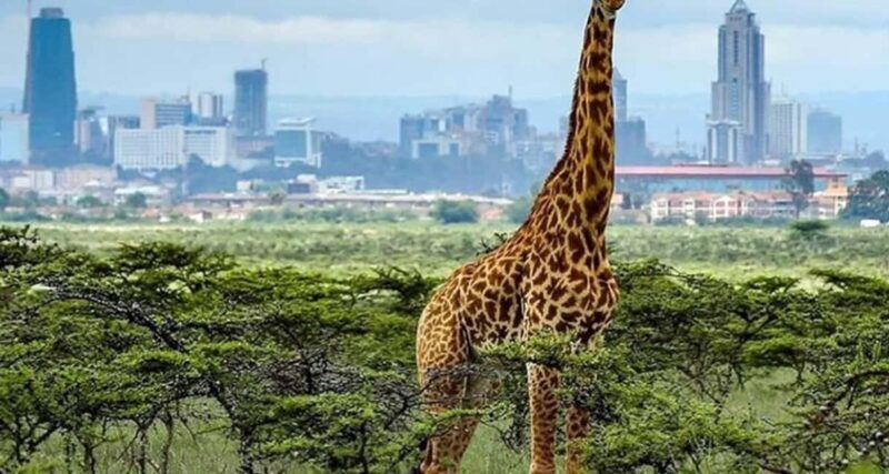 1 DAY TO NAIROBI NATIONAL PARK - Key Points