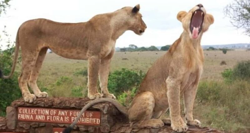 1 DAY TO NAIROBI NATIONAL PARK - An Overview of the Experience