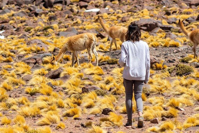 1-day-tour-altiplanic-lagoons-and-piedras-rojas-and-laguna-chaxa