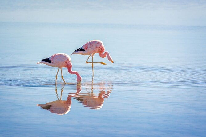 1-day-tour-altiplanic-lagoons-and-piedras-rojas-and-laguna-chaxa