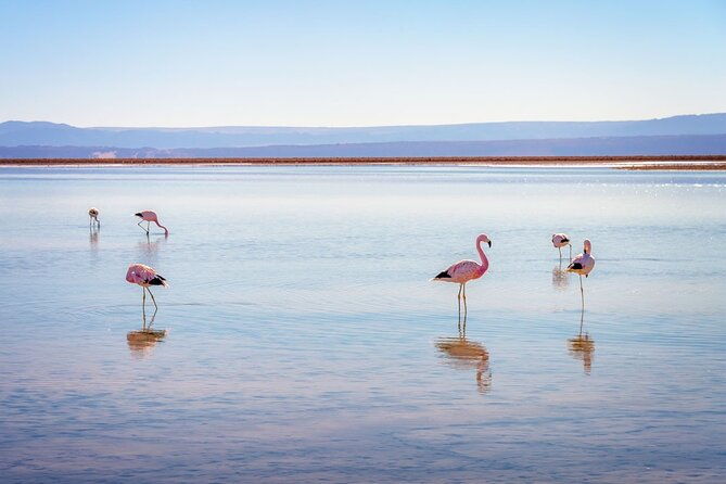 1-day-tour-altiplanic-lagoons-and-piedras-rojas-and-laguna-chaxa