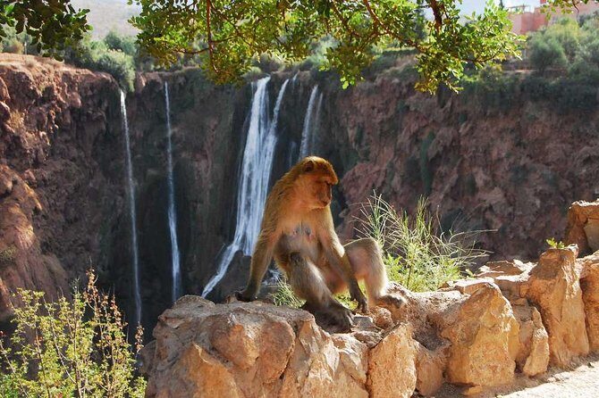 1 Day Tour from Marrakech To Ouzoud Waterfalls Small-Group - Walking and Wildlife Encounters