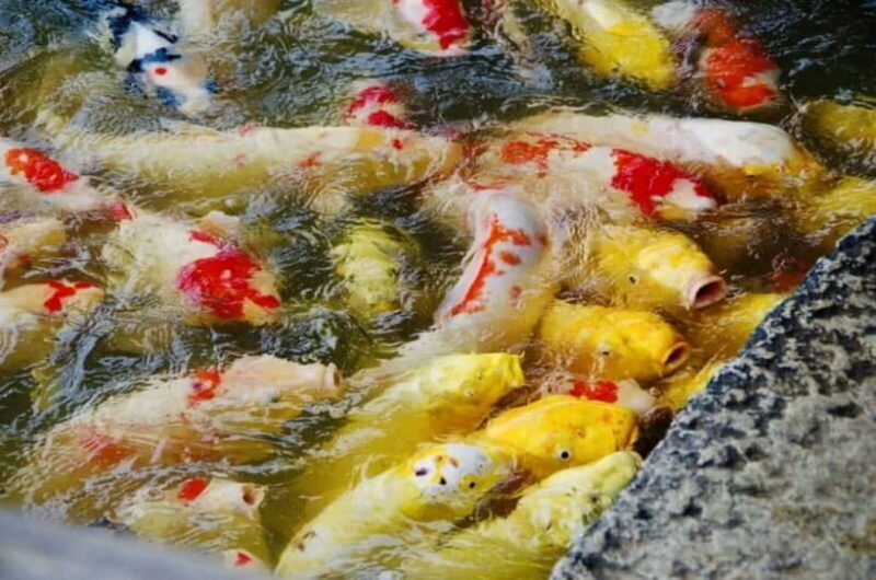 1-Day Tour from Okayama: Kurashiki, Gardens & Okayama Castle - Who Will Love This Tour?