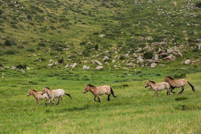 1 Day tour: Khustai National Park: Przewalski's wild horses - Key Points
