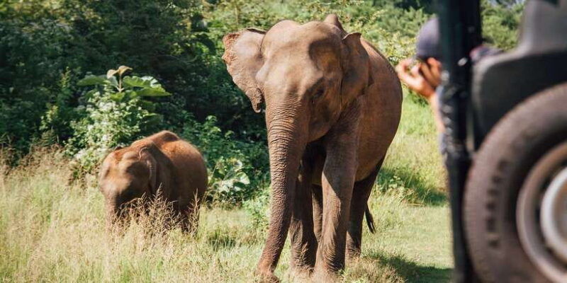 1-day-tour-of-both-yala-and-udawalawe-national-parks