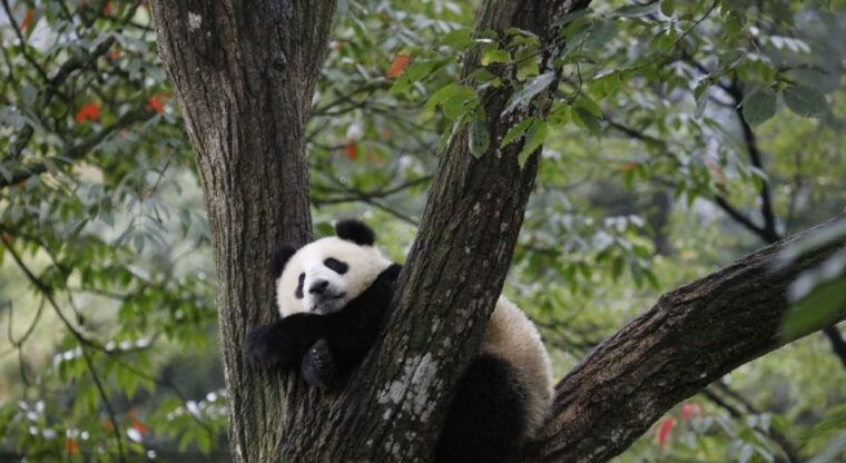 1-day-tour-of-chengdu-panda-and-sanxingdui-museum