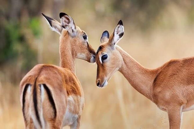 1 Day tour of Lake Nakuru National Park - Key Points