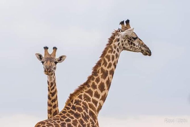 1 Day tour of Lake Nakuru National Park - Why Choose This Tour?