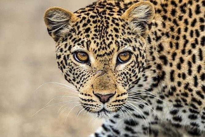 1 Day tour of Lake Nakuru National Park - The Value of an All-Inclusive Experience