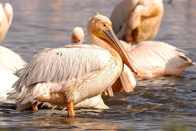 1 Day tour of Lake Nakuru National Park - Practical Tips for Your Trip