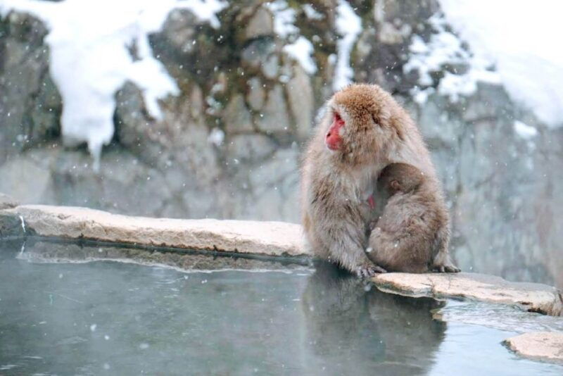1-day-tour-snow-monkeys-snow-fun-in-shiga-kogen