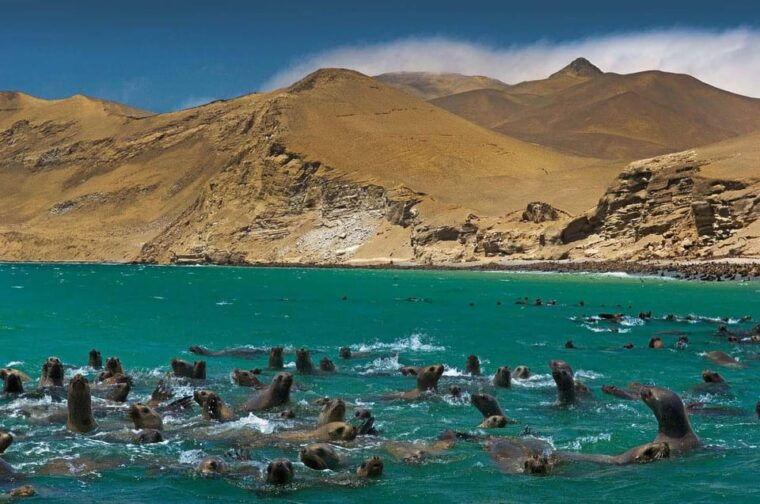 1-day-tour-to-ballestas-and-the-paracas-national-reserve