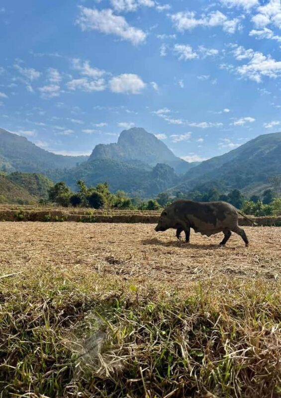 1 Day: Trekking Trip with Lao, Hmong, Khu Village & Kayaking - FAQ