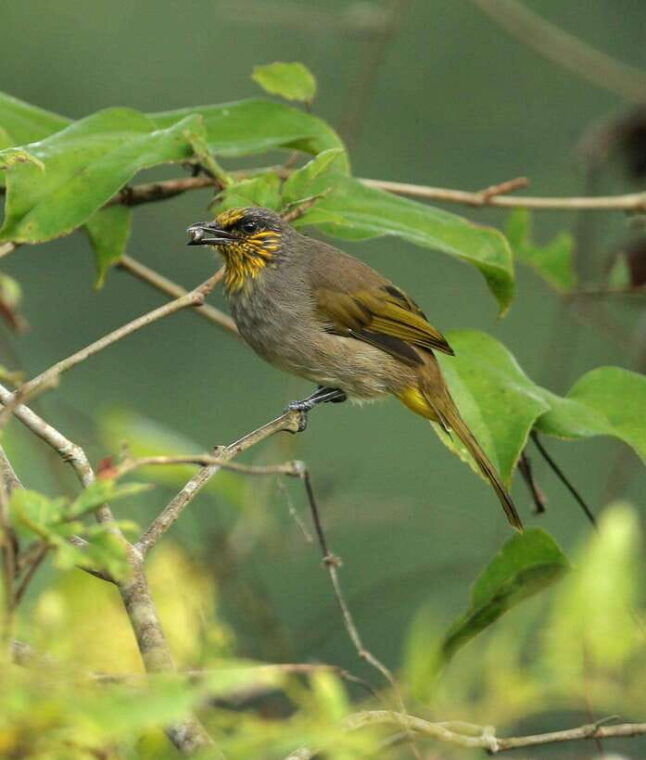 1-day-trekkingbiking-explore-cat-ba-national-park-viet-hai