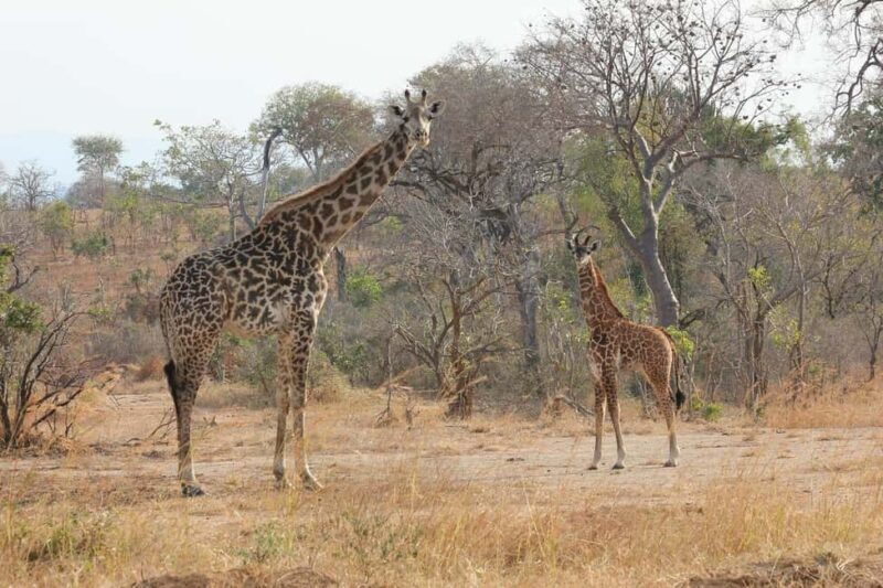 1-Day trip adventure to Mikumi Park from Zanzibar by flight - Key Points