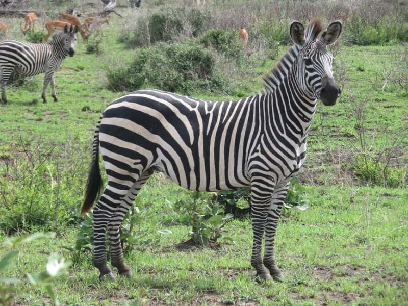 1-Day trip adventure to Mikumi Park from Zanzibar by flight - An In-Depth Look at the Mikumi Safari Day Trip