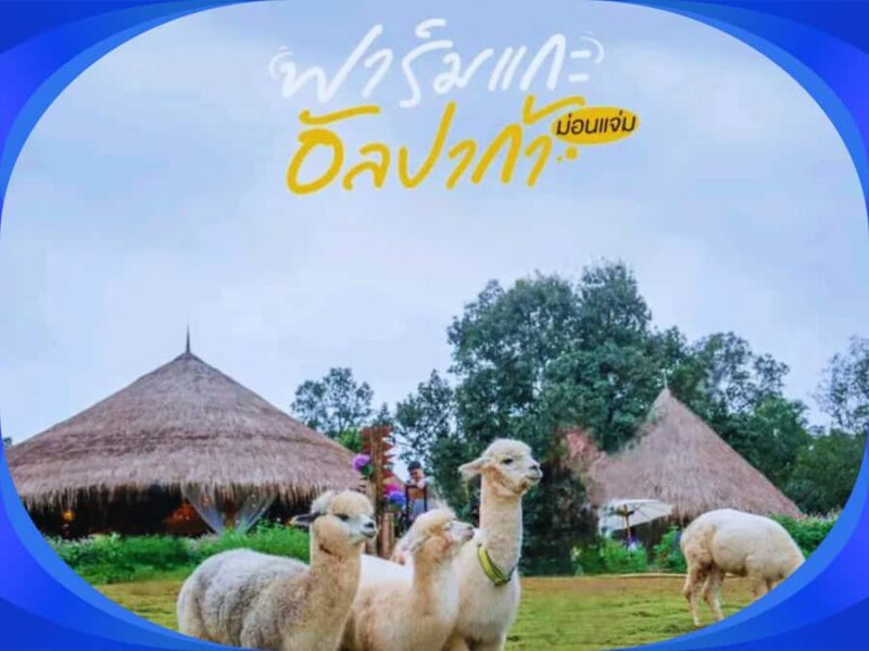 1-Day Trip: Chiang Mai to Mon Jam Adventure. - Why Choose This Tour?