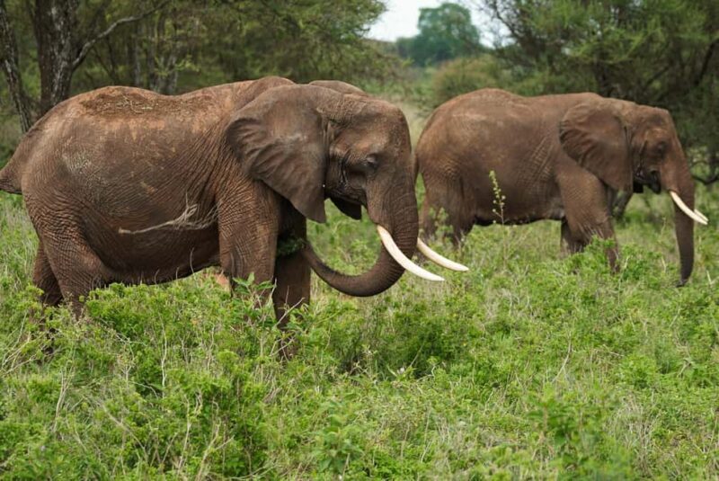 1 Day Trip Lake Manyara National Park - 1 Day Trip Lake Manyara National Park: An Authentic Tanzanian Safari in a Day