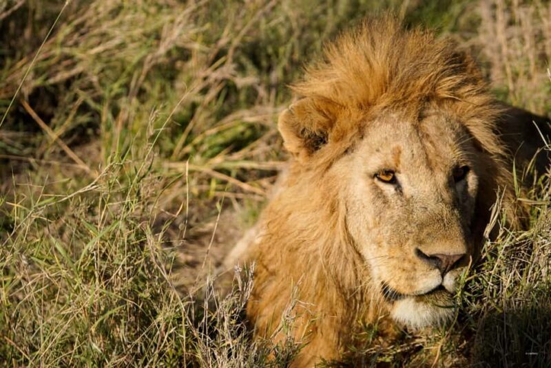 1 Day Trip Lake Manyara National Park - Why This Tour Is Worth Considering