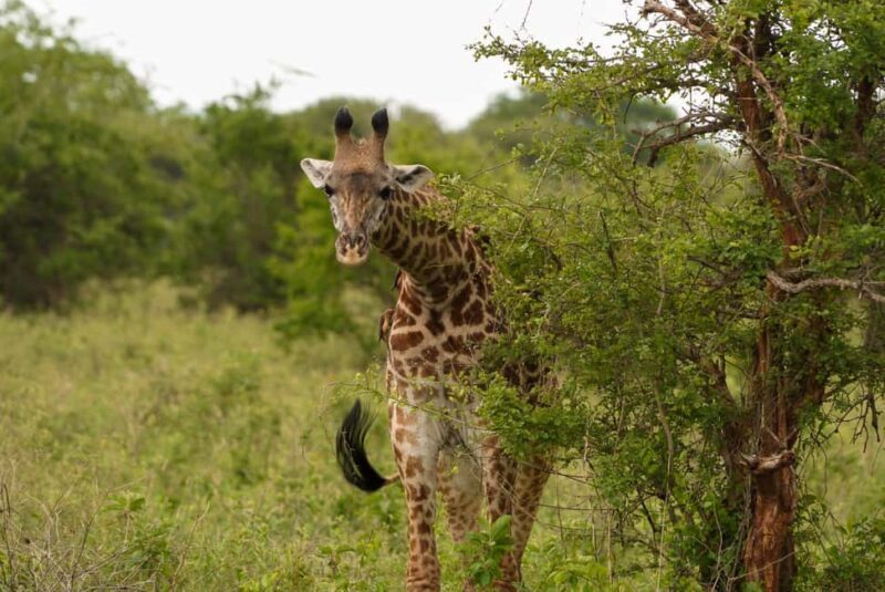 1 Day Trip Lake Manyara National Park - Final Thoughts