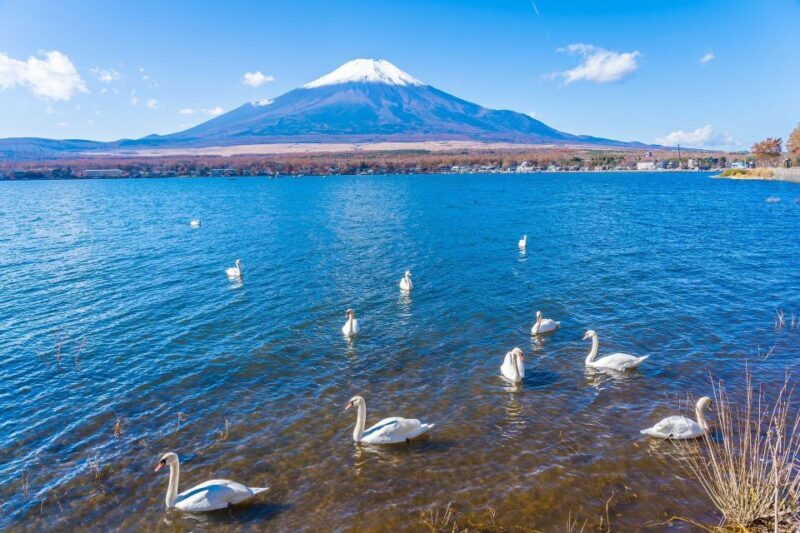 1-Day trip: Mt Fuji + Kawaguchi Lake area - Who Will Love This Tour?