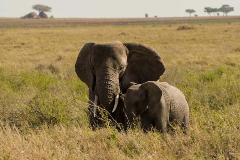 1 Day Trip Tarangire National Park - Lunch and Rest: A Well-Deserved Break  