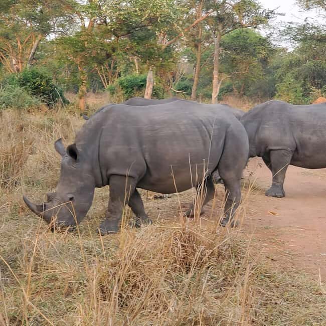 1 day trip to Ziwa Rhino sanctuary - Key Points  