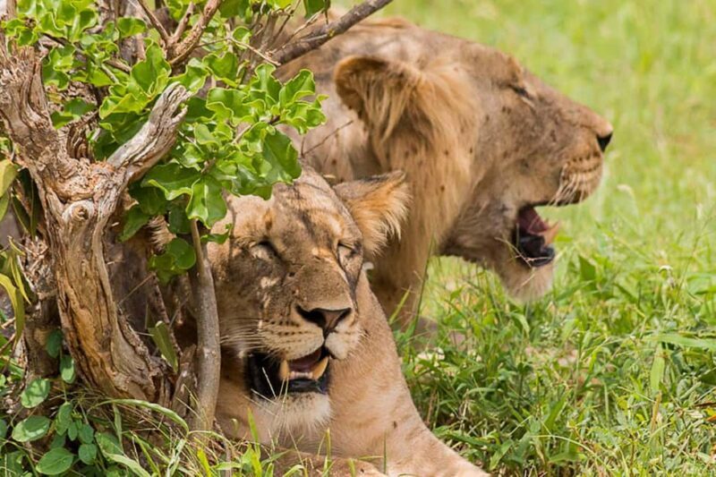 1 Day Tsavo East National Park, Wildlife Safari- Kenya - An In-Depth Look at the 1-Day Tsavo East Safari