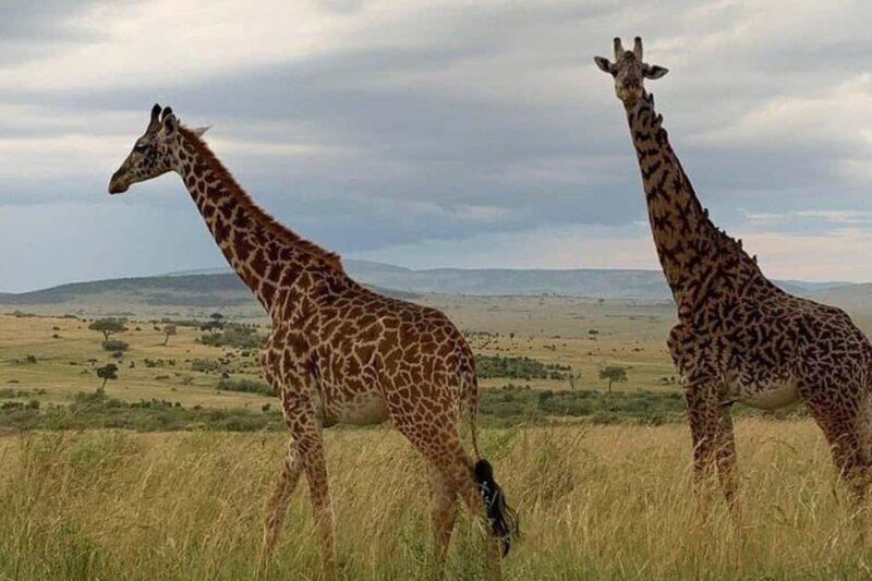 1 Day Tsavo East National Park, Wildlife Safari- Kenya - The Experience Provided by KISITE DISCOVERY SAFARIS