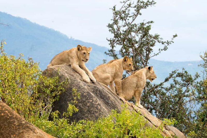 1 Day Tsavo East National Park, Wildlife Safari- Kenya - Final Thoughts