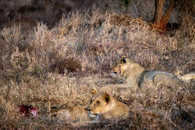 1 Day Tsavo East Safari Discovery of Kenya's Wildlife - Who Is This Tour Best Suited For?