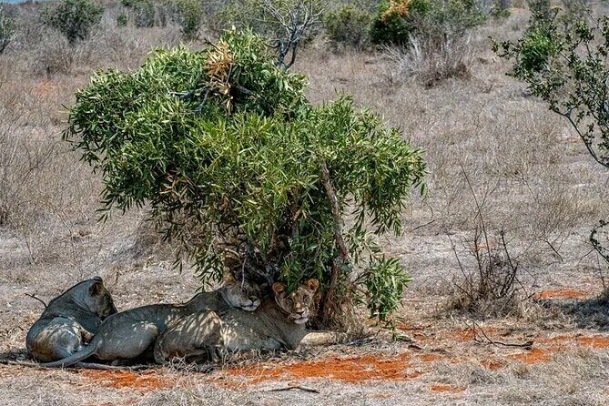 1 Day Tsavo East Safari Discovery of Kenya's Wildlife - FAQ