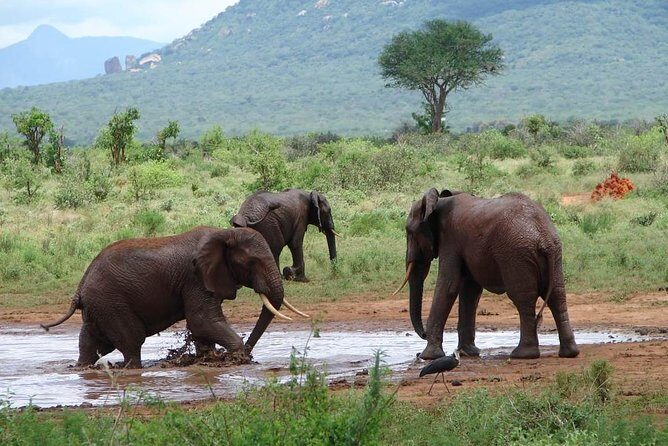 1-Day Tsavo East Safari From Mombasa - An Overview of the Tour Experience