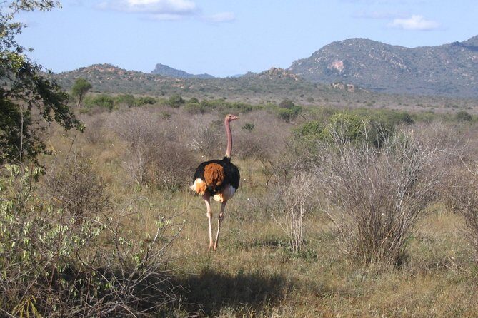 1 Day Tsavo East Safari ( Minimum 2 Pax) - Key Points