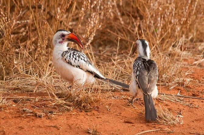 1 Day Tsavo East Safari ( Minimum 2 Pax) - FAQs