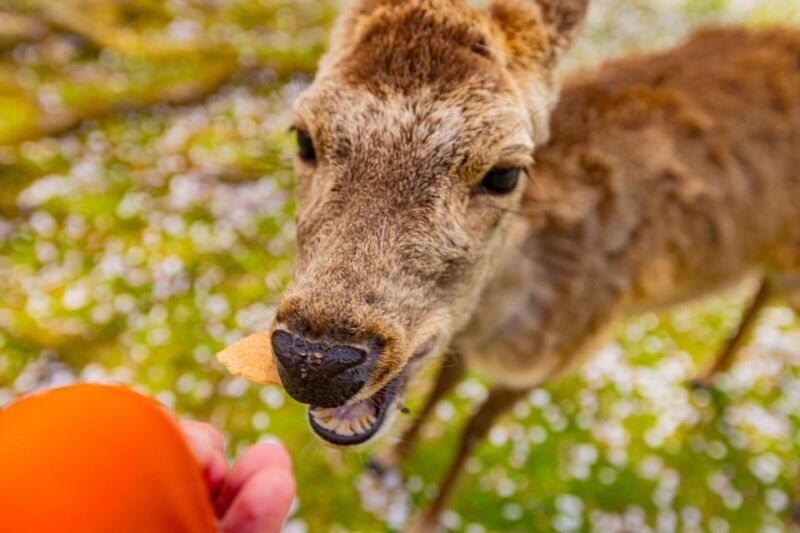 1-day-walking-tour-in-nara-palace-deer-and-inkstick