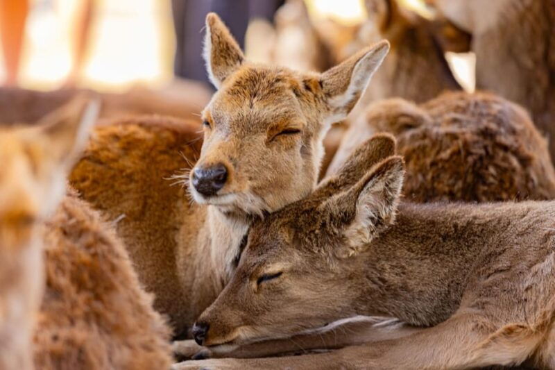 1-day-walking-tour-in-nara-palace-deer-and-inkstick