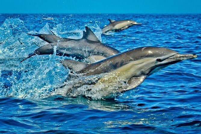 1 Day Wasini Dolphin Tour - Practical Aspects: Transportation, Group Size, and Timing
