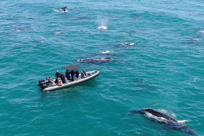 1 Day Whale Watching at Yzerfontein - Key Points