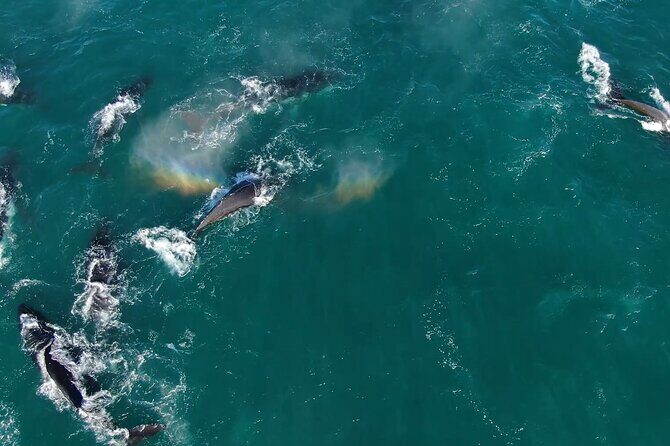 1 Day Whale Watching at Yzerfontein - The Itinerary and What to Expect