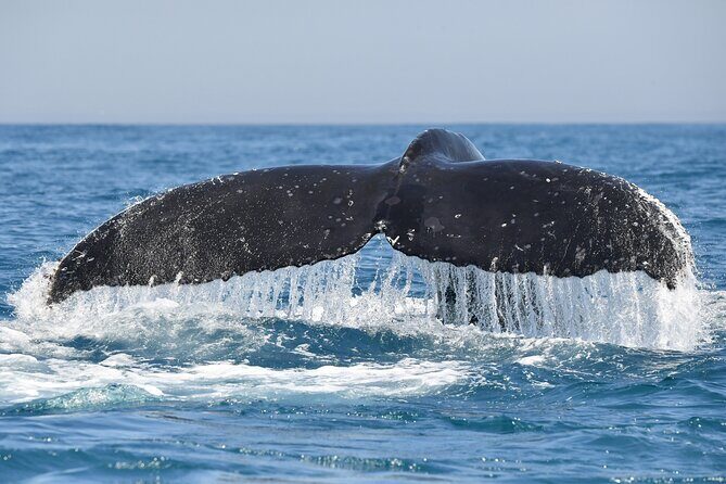 1 Day Whale Watching at Yzerfontein - Practical Tips for Travelers