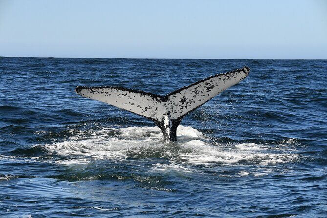 1 Day Whale Watching at Yzerfontein - The Sum Up: Who Should Consider This Tour?