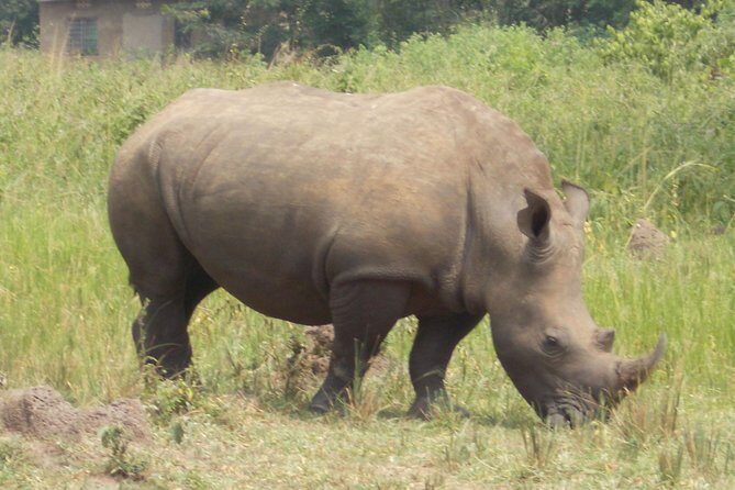 1 Day ziwa Rhino tracking trip - 1 Day Ziwa Rhino Tracking Trip: An Authentic Wildlife Experience Near Kampala