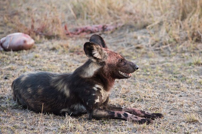 1 days Tanzania Sharing Joining group Safari - Ngorongoro Crater - Key Points