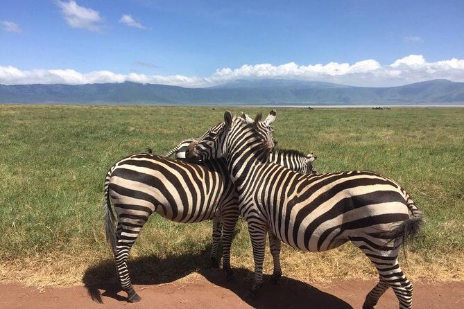 1 Daytrip Amazing to Ngorongoro Crater from Arusha or Moshi - Key Points
