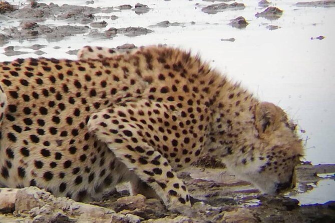 1 Daytrip Amazing to Ngorongoro Crater from Arusha or Moshi - A Detailed Look at the Experience