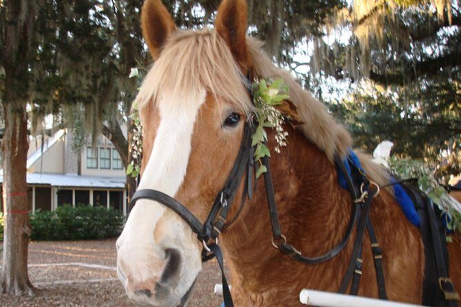 #1 Historical Horse Drawn Carriage Tour - The Experience in Detail