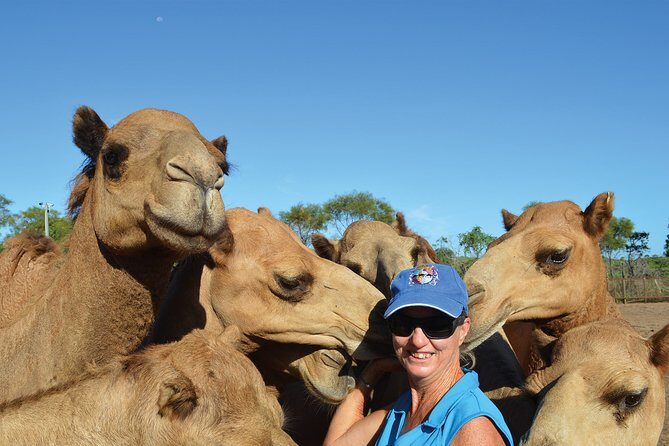 1 Hour Broome Sunset Camel Tour - The Value of This Tour