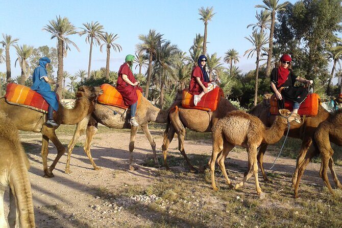 1-Hour Camel Ride in La Palmeraie Marrakech with Hotel Pick up - A Detailed Look at the Marrakech Camel Ride Experience