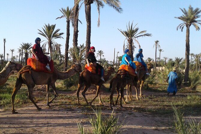 1-Hour Camel Ride in La Palmeraie Marrakech with Hotel Pick up - The Sum Up